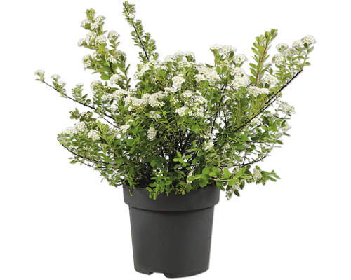 Spirée en fleurs dans un pot rond en plastique noir