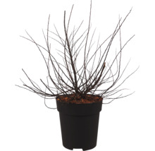Arbuste à feuilles caduques sans feuilles dans un pot en plastique