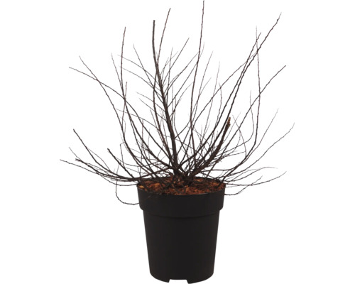 Arbuste à feuilles caduques sans feuilles dans un pot en plastique