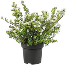 Spirée avec fleurs blanches dans un pot en plastique noir