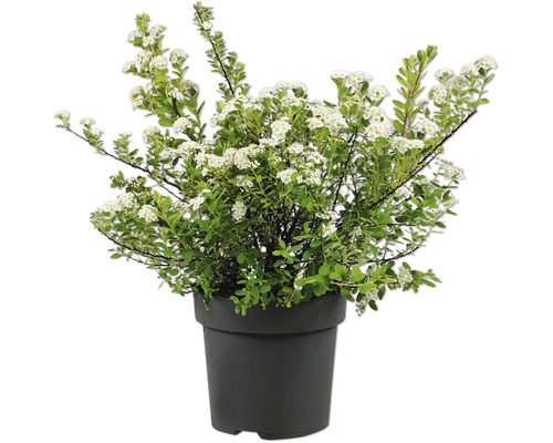Spirée avec fleurs blanches dans un pot en plastique noir