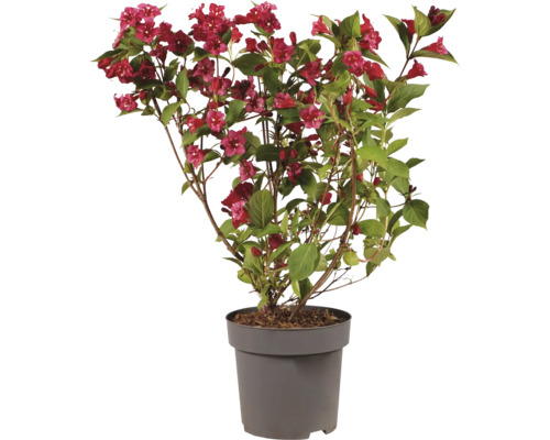 Weigela dans un pot en plastique avec de nombreuses fleurs et des feuilles vertes comme plante de jardin