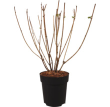 Arbuste à feuilles caduques dans un pot en plastique avec des branches nues au début du printemps