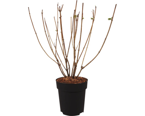 Arbuste à feuilles caduques dans un pot en plastique avec des branches nues au début du printemps