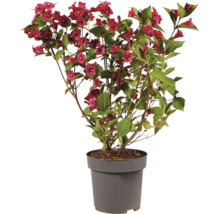 Weigelia arbuste à fleurs dans un pot en plastique
