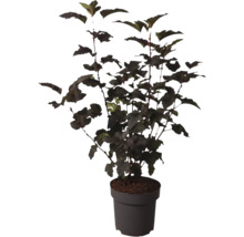 Physocarpe Physocarpus opulifolius à feuillage foncé dans un pot en plastique pour le jardin