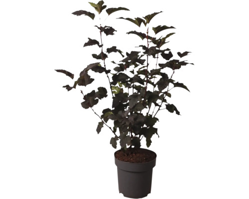 Physocarpe Physocarpus opulifolius à feuillage foncé dans un pot en plastique pour le jardin