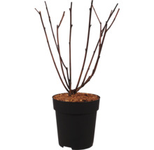 Plante sans feuilles dans un pot en plastique noir