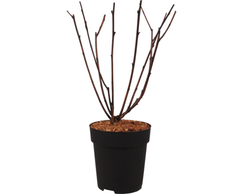 Plante sans feuilles dans un pot en plastique noir
