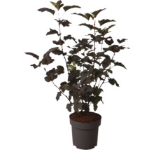 Physocarpus opulifolius Diabolo physocarpe à feuilles d obier en pot