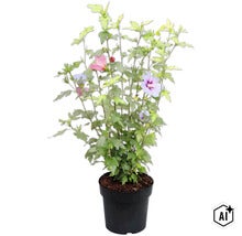 Hibiscus althéa dans un pot en plastique noir (Image AI modified or generated)