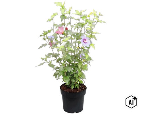 Hibiscus althéa dans un pot en plastique noir (Image AI modified or generated)