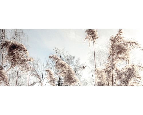 Roseaux dans un jardin hivernal