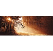 Chemin forestier d''automne avec rayons de soleil
