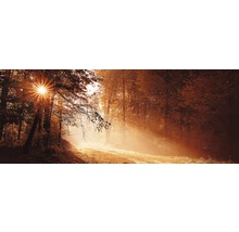 Chemin forestier en automne avec la lumière du soleil