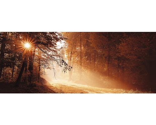 Chemin forestier en automne avec la lumière du soleil