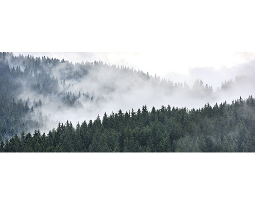 Nebelverhangener Nadelwald in den Bergen