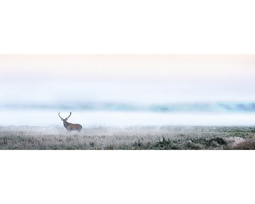 Tableau en verre Deer in the fog 30x80 cm