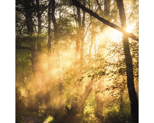 Sonnendurchfluteter Waldweg