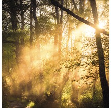 Sonnendurchfluteter Waldweg