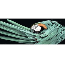 Glasbild Green Parrot 50x125 cm