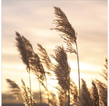 Schilfpflanzen im Wind