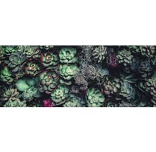 Gros plan d''une variété de plantes succulentes.