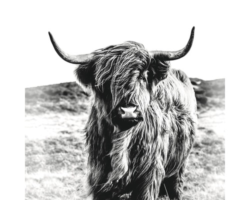 Tableau en verre Highland Cattle 20x20 cm