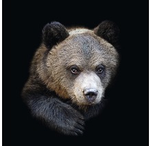Glasbild Brown bear 20x20 cm