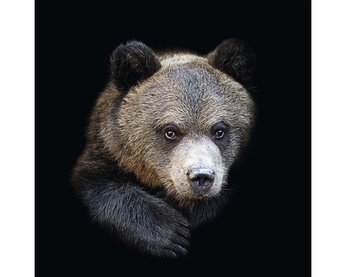 Tableau en verre Brown bear 20x20 cm