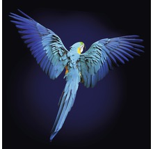 Glasbild Blue Parrot 20x20 cm