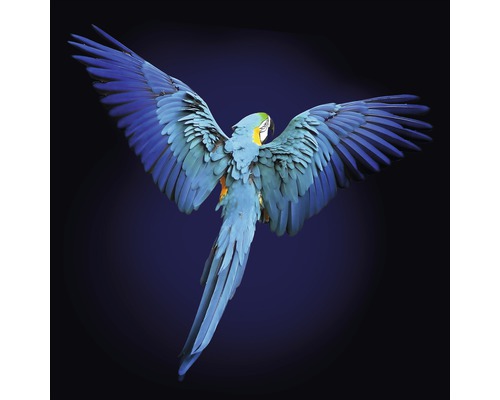 Tableau en verre Blue Parrot 20x20 cm