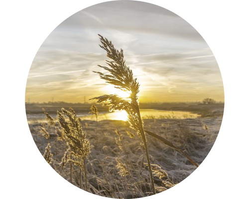 Schilfgras im Gegenlicht der Morgensonne