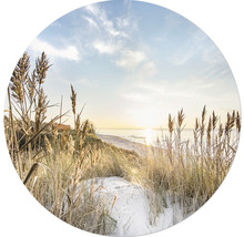 Ammophile des sables sur une plage de sable