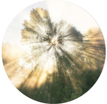 Rayons de soleil à travers la cime des arbres