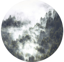 Forêt brumeuse avec des conifères verts
