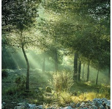 Tableau sur toile giclée Forest Harmony Vl 100x100 cm