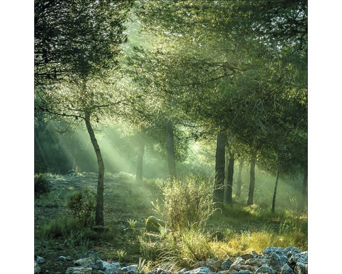 Giclée Leinwandbild Forest Harmony Vl 80x80 cm