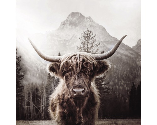 Tableau sur toile giclée Scott Highland Cattle l 100x100