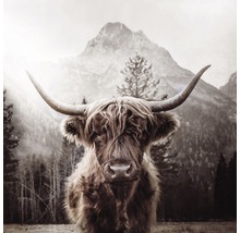 Giclée Leinwandbild Scottish Highland Cattle l 80x80 cm