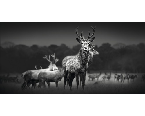 Tableau sur toile giclée Herd Of Deer 50x100 cm