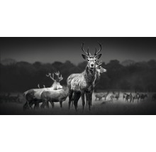 Giclée Leinwandbild Herd Of Deer 100x200 cm