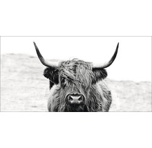 Giclée Leinwandbild Scott Highland Cattle II 50x100