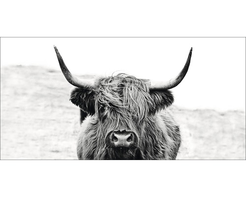 Giclée Leinwandbild Scott Highland Cattle II 50x100