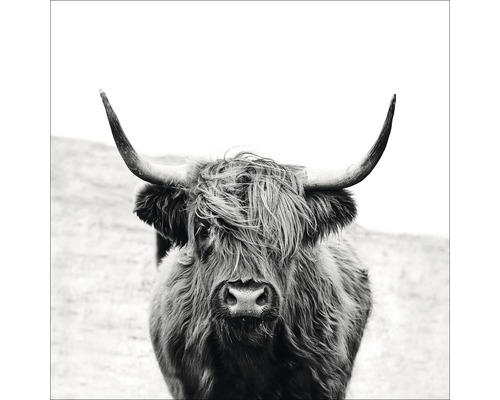 Giclée Leinwandbild Scott Highland Cattle II 100x100