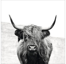 Giclée Leinwandbild Scott Highland Cattle II 80x80 cm