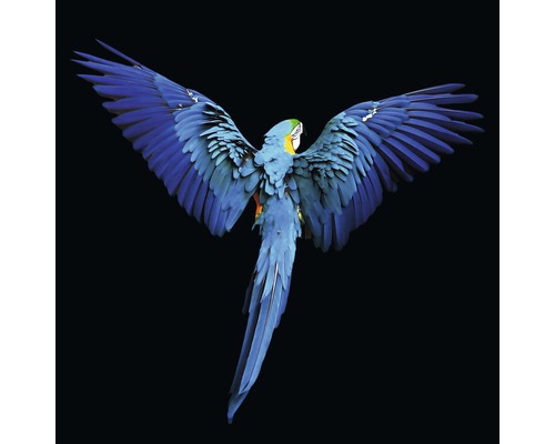 Giclée Leinwandbild Blue Parrot 100x100 cm