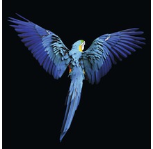 Giclée Leinwandbild Blue Parrot 80x80 cm