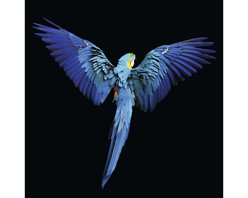 Tableau sur toile giclée Blue Parrot 80x80 cm