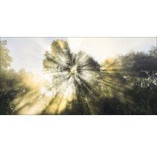 Rayons de soleil perçant la canopée